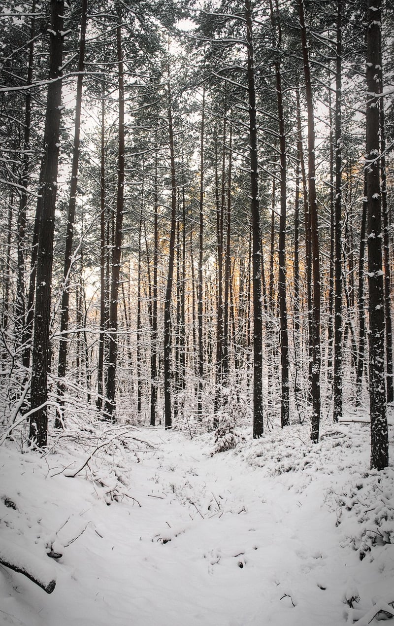 Hidden Forest Clearing